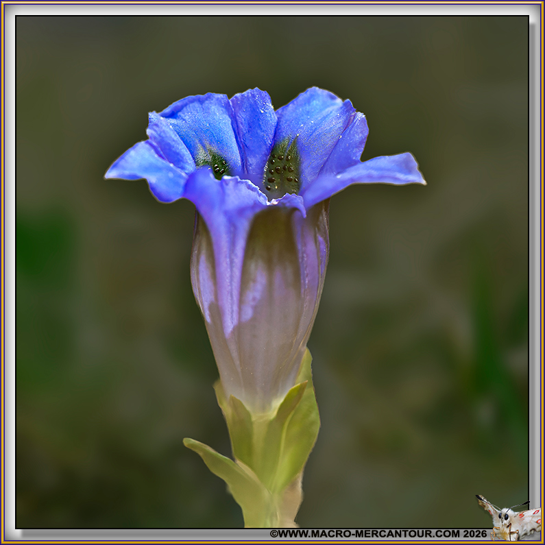 Gentiane acaule